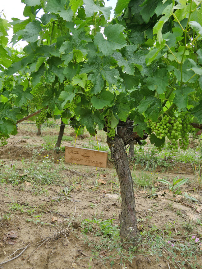 Виноградник на урожай